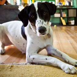 DogWatch of Mid-Florida, Ocala, Florida | Indoor Pet Boundaries Contact Us Image