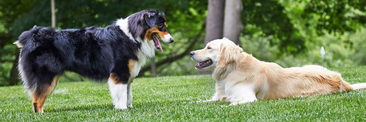 DogWatch of Mid-Florida, Ocala, Florida | Outdoor Hidden Dog Fences Slider Image