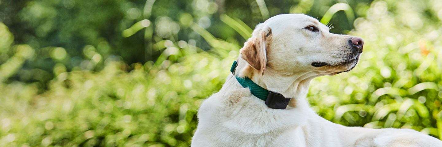 DogWatch of Mid-Florida, Ocala, Florida | 1200Fence Slider Image