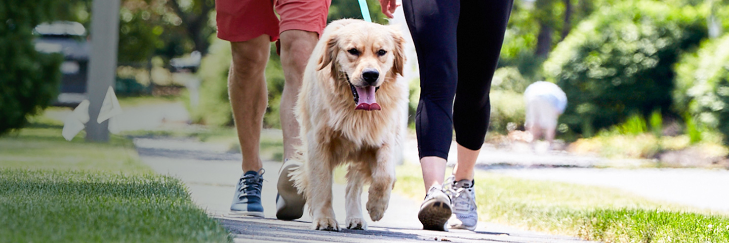 DogWatch of Mid-Florida, Ocala, Florida | SideWalker Leash Trainer Slider Image