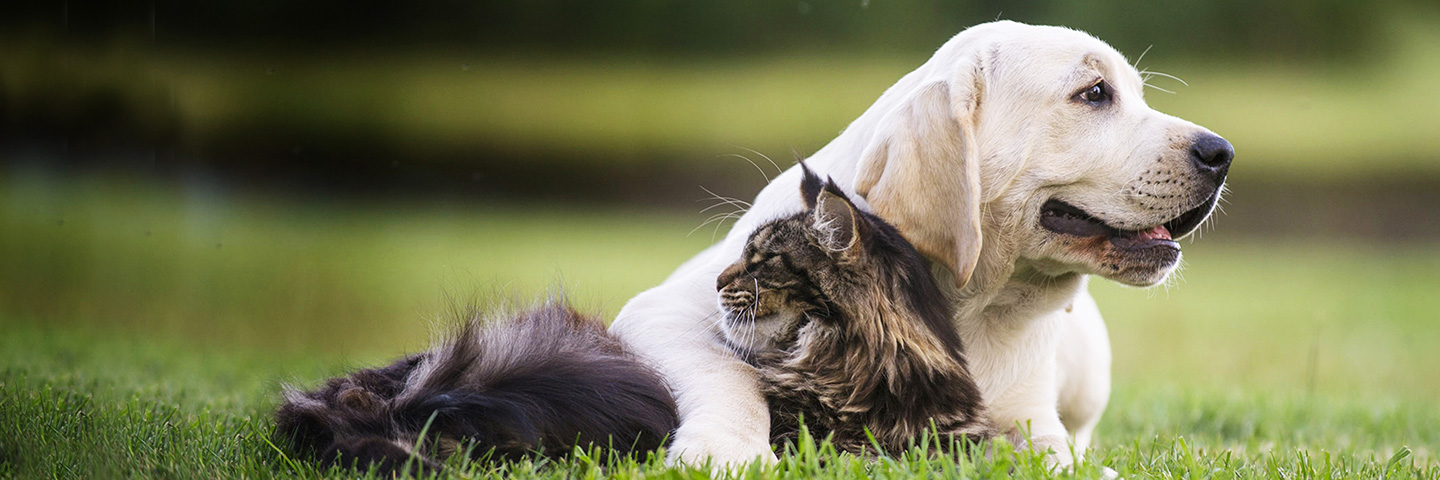 DogWatch of Mid-Florida, Ocala, Florida | Cat Fences Slider Image